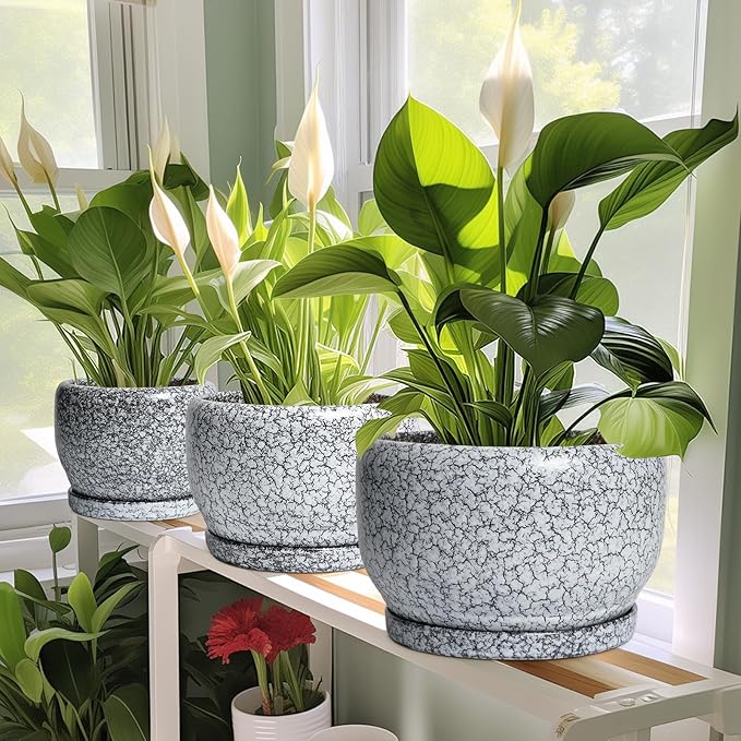 SQOWL Ceramic Pot for Plants - 6 Inch Ceramic Planter for Indoor Outdoor, Decorative Plant Pot with Drainage Hole and Saucer, Round Planter for Flower, Bedroom Decor, Garden Gifts, Black and White
